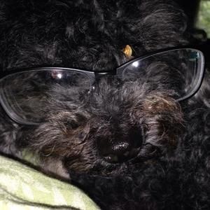 Meet your Posher, Barbara